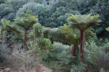 Tree ferns